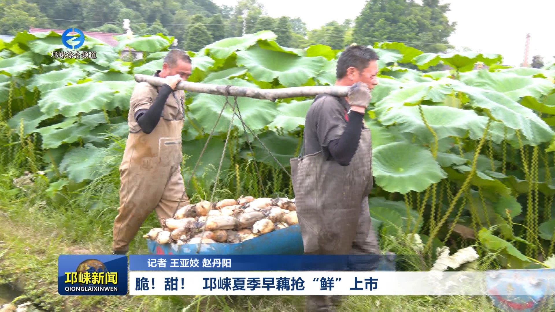 【20260616】脆！甜！  邛崃夏季早藕抢“鲜”上市