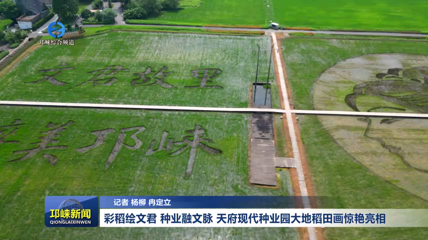 【20260706】彩稻绘文君 种业融文脉 天府现代种业园大地稻田画惊艳亮相