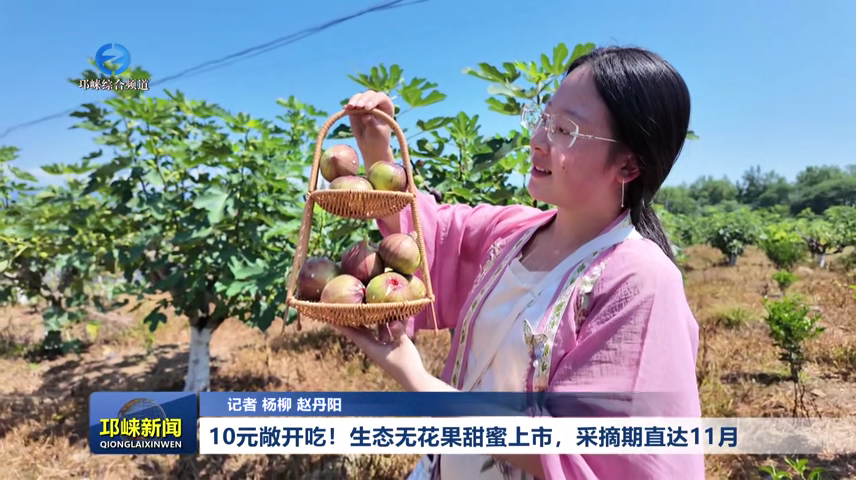 【20260715】10元敞开吃！生态无花果甜蜜上市，采摘期直达11月
