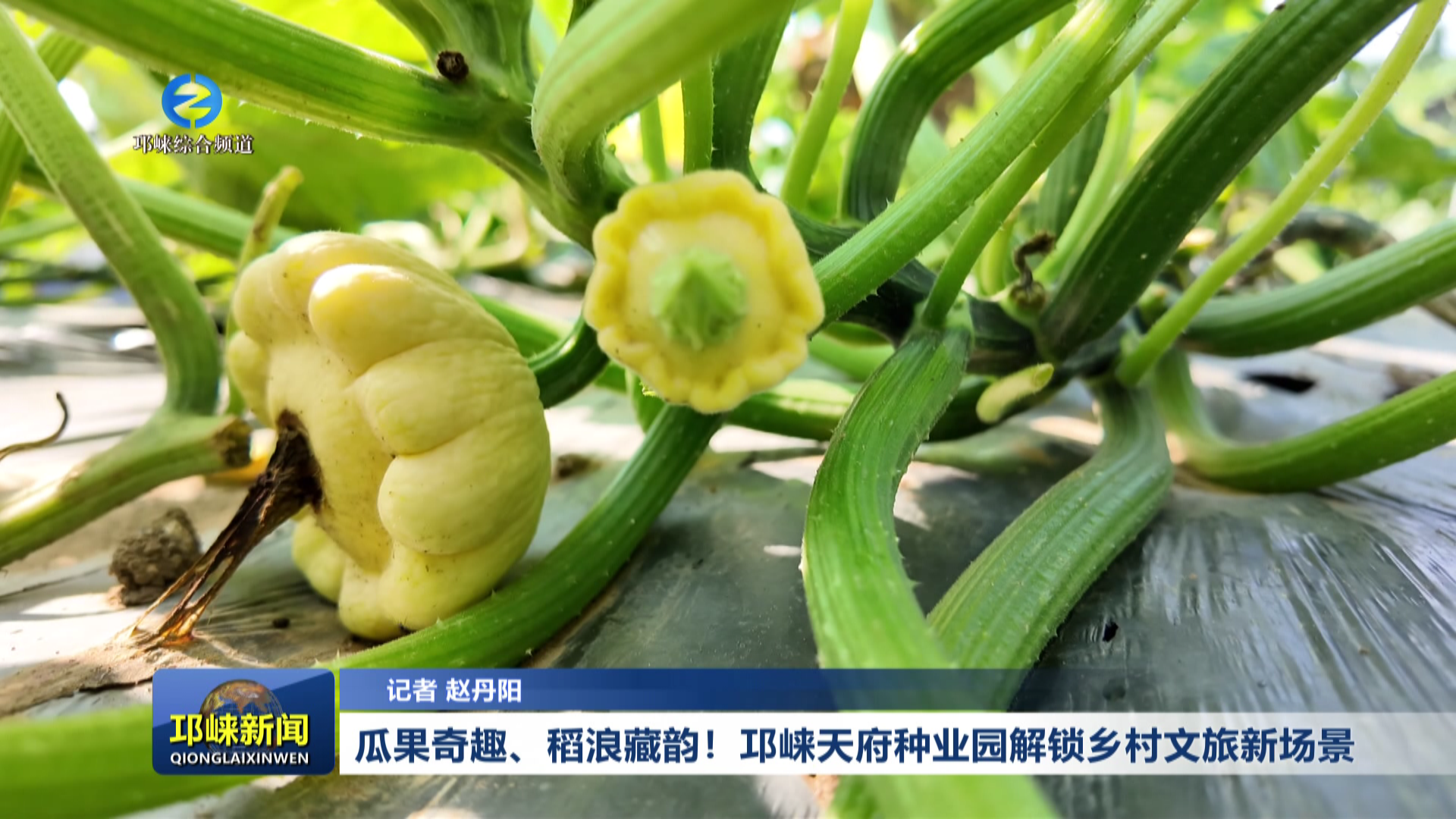【20260804】瓜果奇趣、稻浪藏韵！邛崃天府种业园解锁乡村文旅新场景