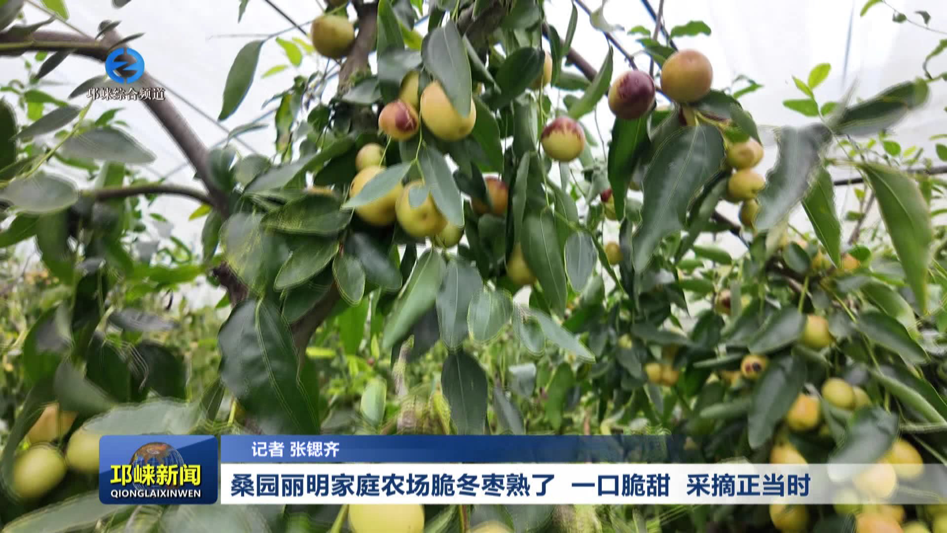 【20261013】桑园丽