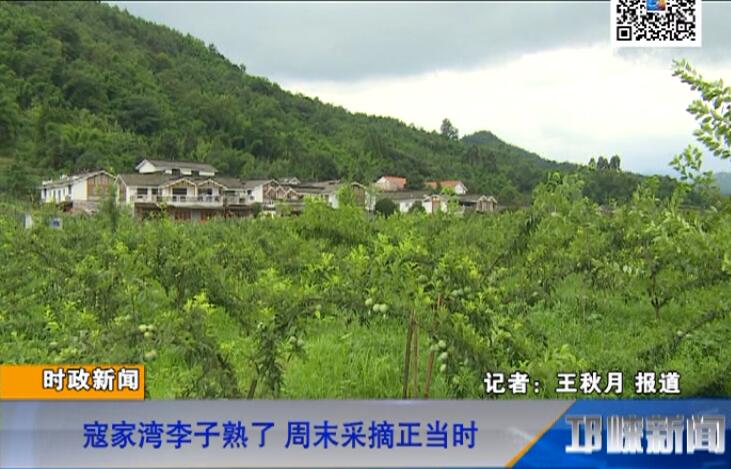 【20180706】寇家湾李子熟了 周末采摘正当时