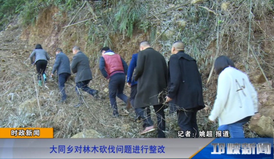 【20181109】大同乡对林木砍伐问题进行整改