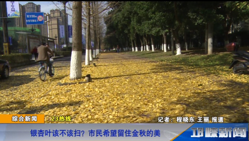 【20181204】银杏叶该不该扫？市民希望留住金秋的美
