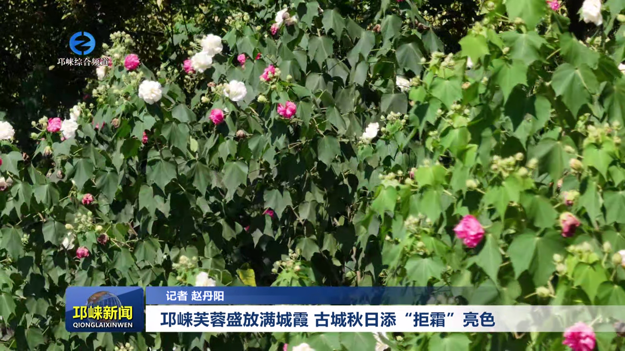 【20251015】邛崃芙蓉盛放满城霞 古城秋日添“拒霜”亮色