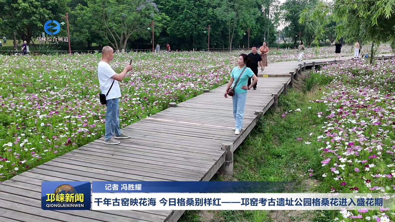 【20250521】千年古窑映花海 今日格桑别样红——邛窑考古遗址公园格桑花进入盛