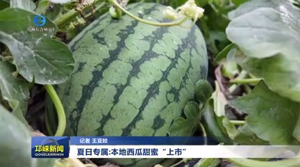 【20250605】夏日专属：本地西瓜甜蜜“上市”