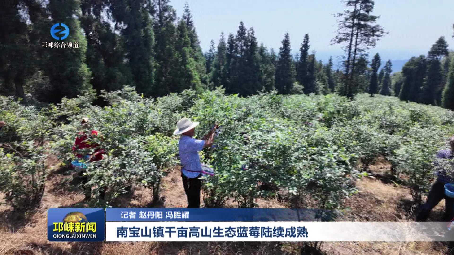 【202506011】南宝山镇千亩高山生态蓝莓陆续成熟