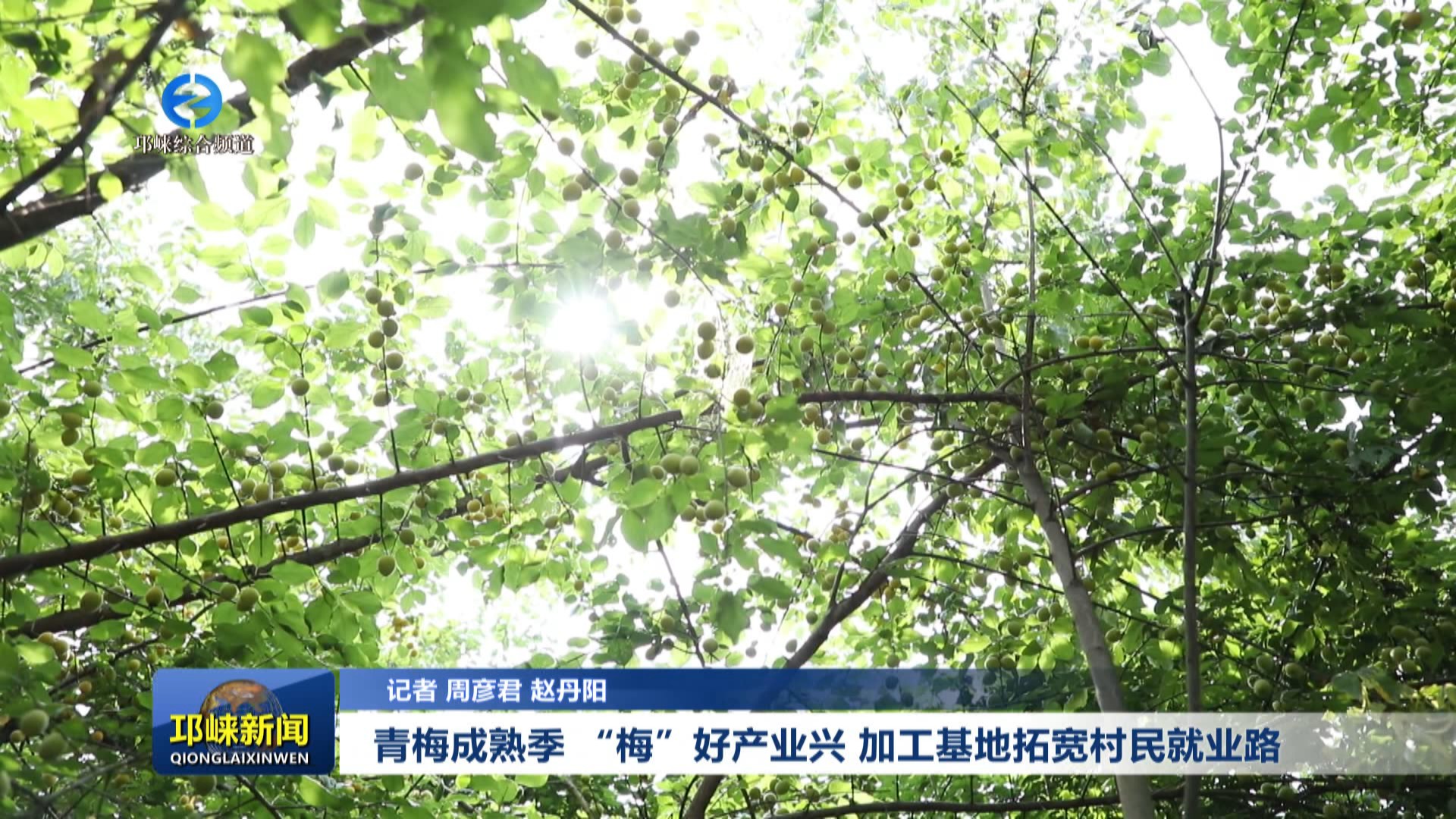 【20250617】青梅成熟季 “梅”好产业兴 加工基地拓宽村民就业路