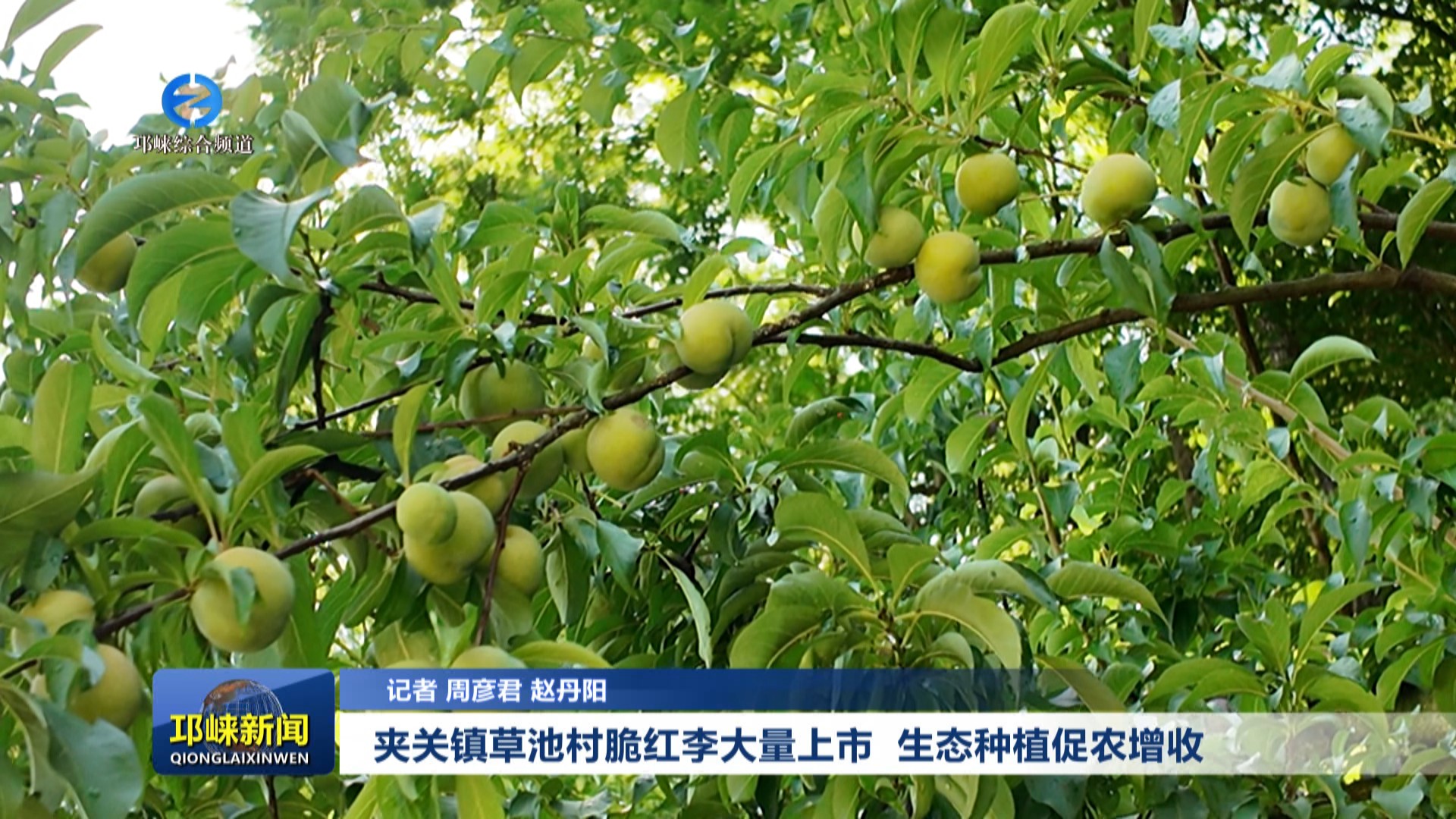 【20250630】夹关镇草池村脆红李大量上市 生态种植促农增收