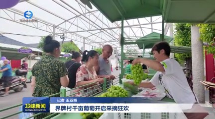 【20250804】界牌村千亩葡萄开启采摘狂欢#8203;