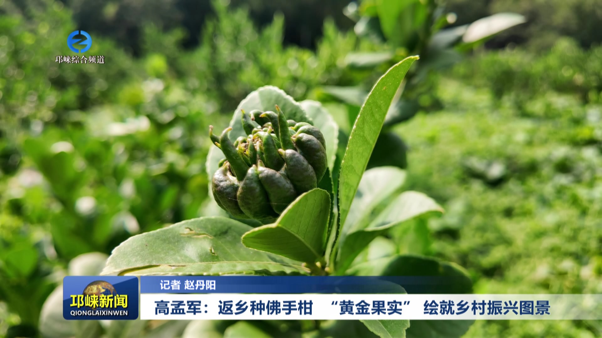 【20250820】高孟军：返乡种佛手柑 “黄金果实” 绘就乡村振兴图景
